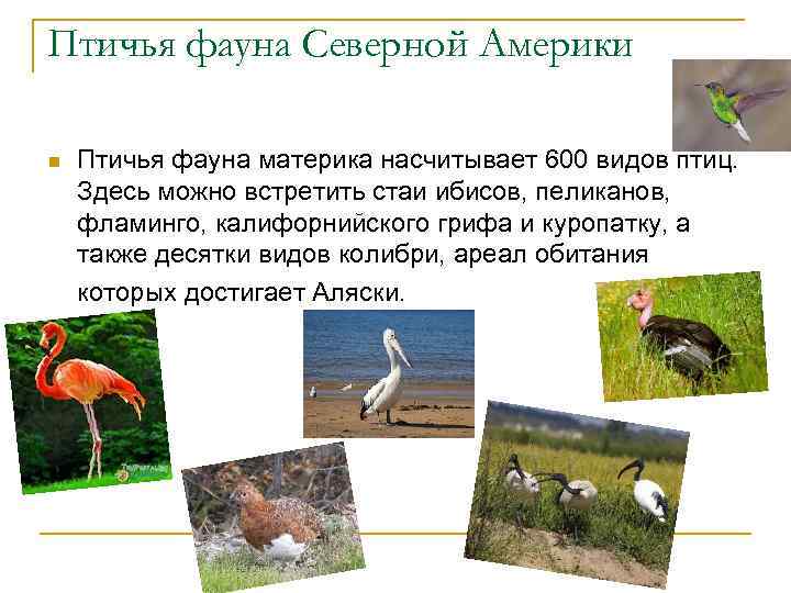 Дудник лесной