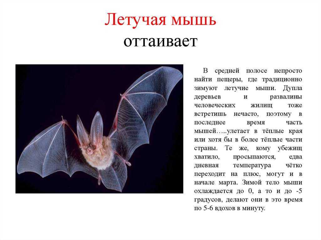 Рукокрылые: описание, виды, интересные факты (фото)