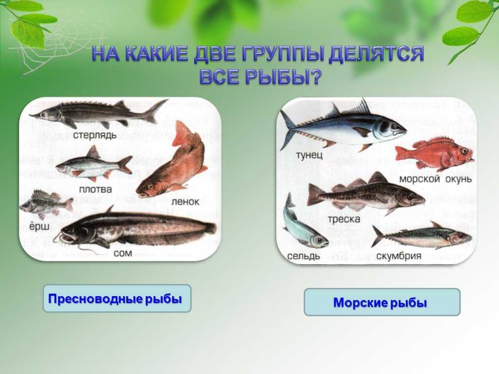 Название групп рыб. Рыбы морские и Пресноводные. Рыбы Пресноводные и морские для детей. Пресноводные обитатели. Виды рыбы морская и Пресноводная.