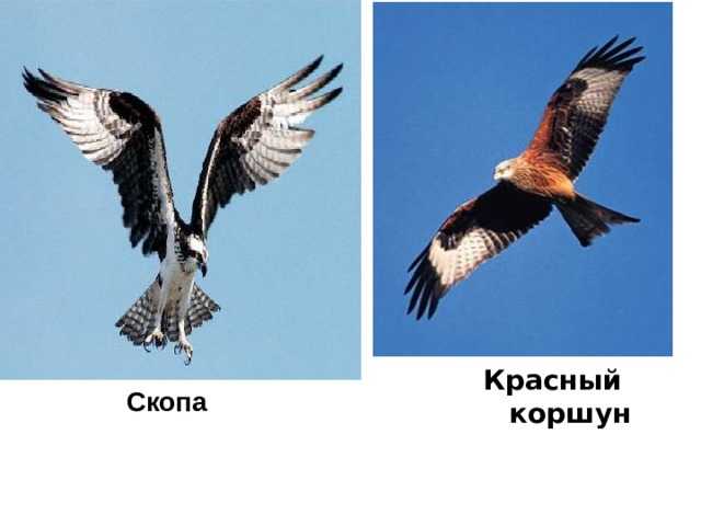 Ястреб – описание, фото, виды, где обитает, чем питается, польза