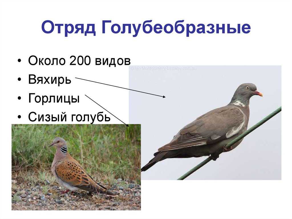 Хохлатый бронзовокрылый голубь Ocyphaps lophotes имеет сравнительно тонкое и длинное туловище; длинный хохолок из тонких перьев на голове Длина тела этого голубя - 32-34 см Распространен он в Австралии