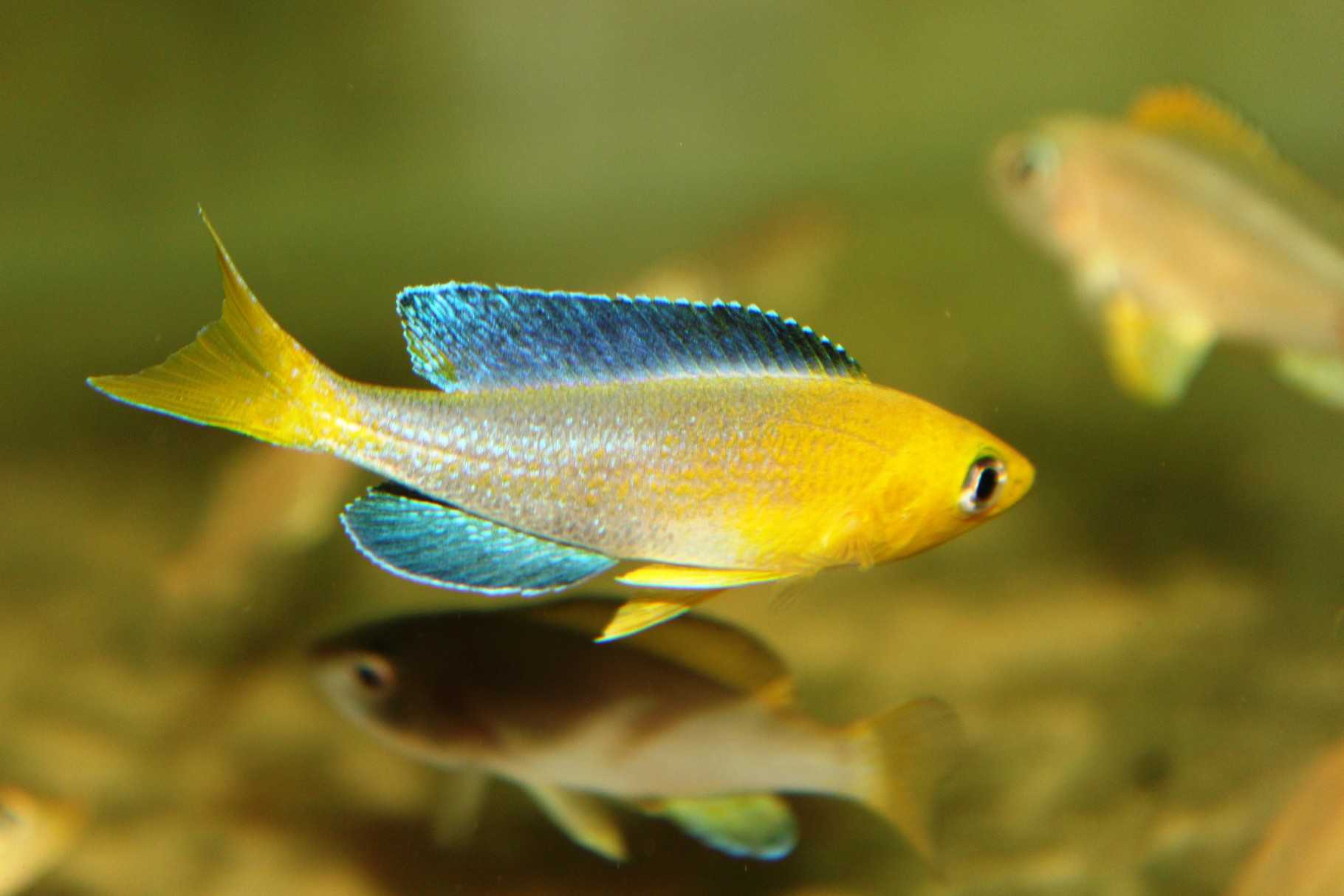 Циприхромис лептосома (cyprichromis leptosoma) фото, родина, окраска, размер, половые различия, корм, созревание, нерест, условия содержания, молодь, танганьские цихлиды, аквариумные рыбки