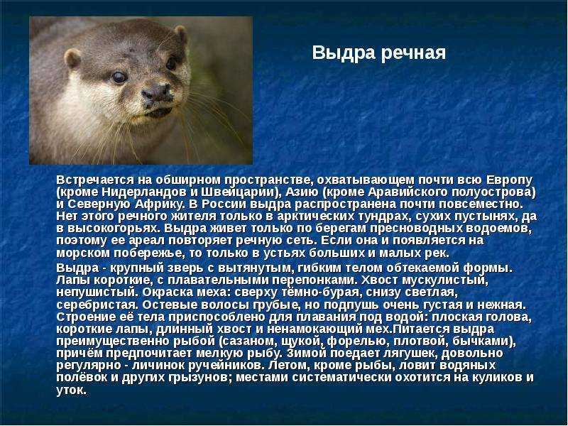 Описание речной выдры из красной книги