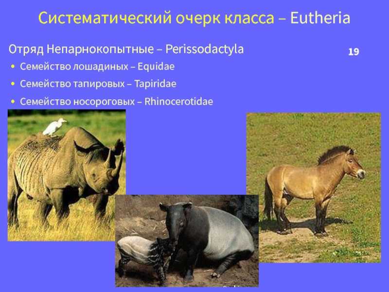 Непарнокопытные животные