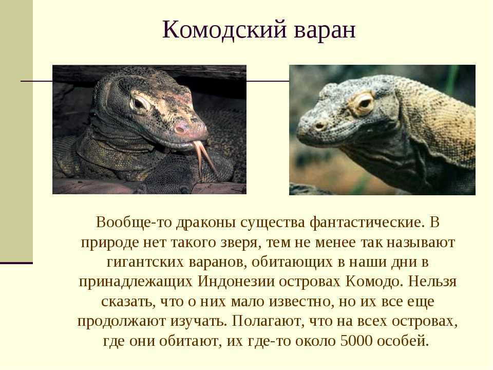 Комодский варан – самая крупная ящерица на свете
