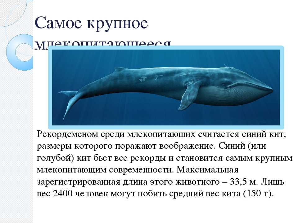 Животные китая. описание, названия и виды животных китая