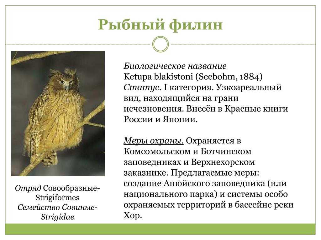 Главные отличия совы от филина, в чем разница между ними