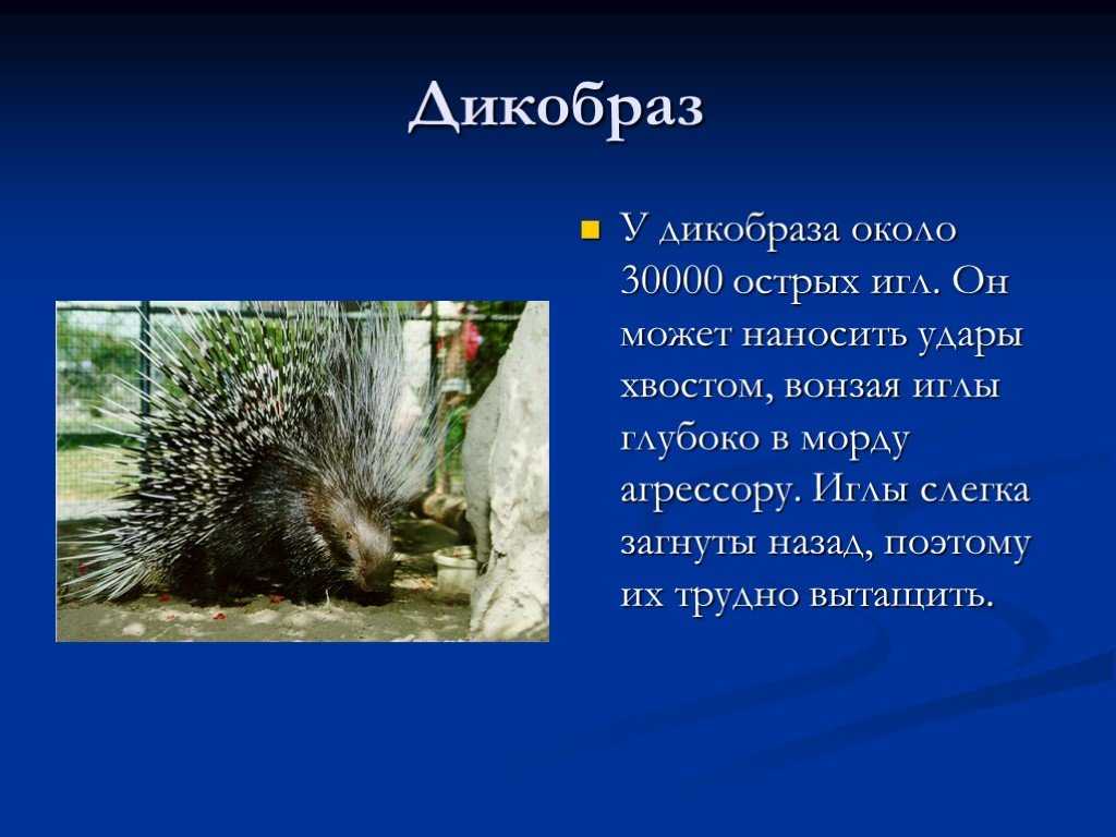 Громов и.м., ербаева м.а. млекопитающие фауны россии и сопредельных территорий. зайцеобразные и грызуны. отряд грызуны. подотряд hystricomorpha. семейство дикобразовые. род дикобразы. индийский дикобраз - электронная биологическая библиотека