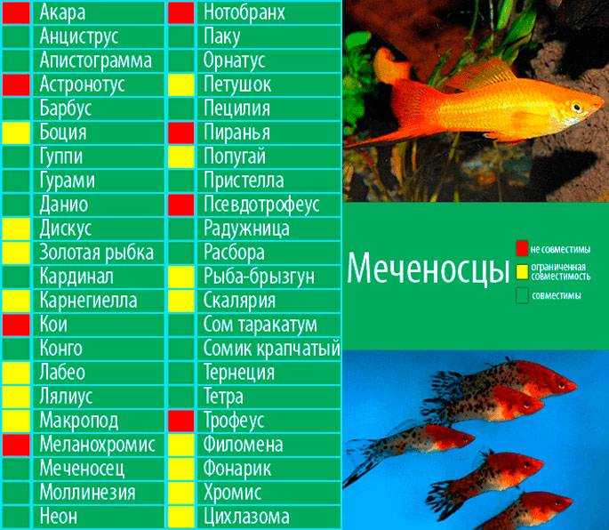 Креветка-фильтратор