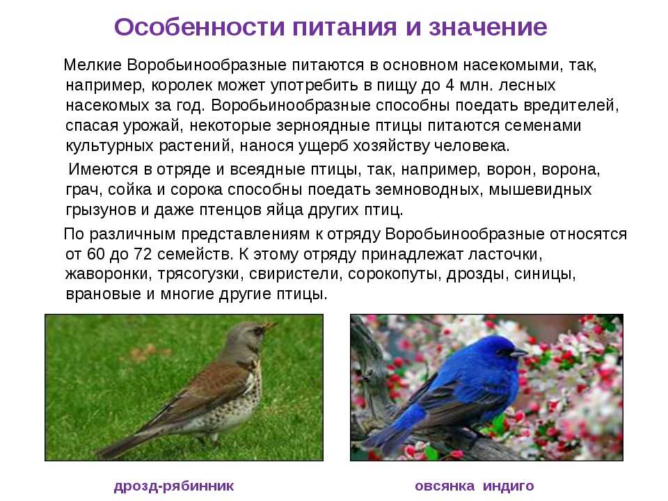 Воробьинообразные: какие виды бывают, как выглядят