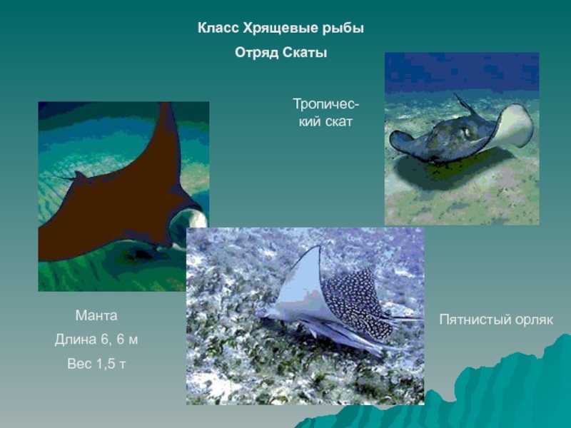 История эволюции хрящевых рыб - frwiki.wiki