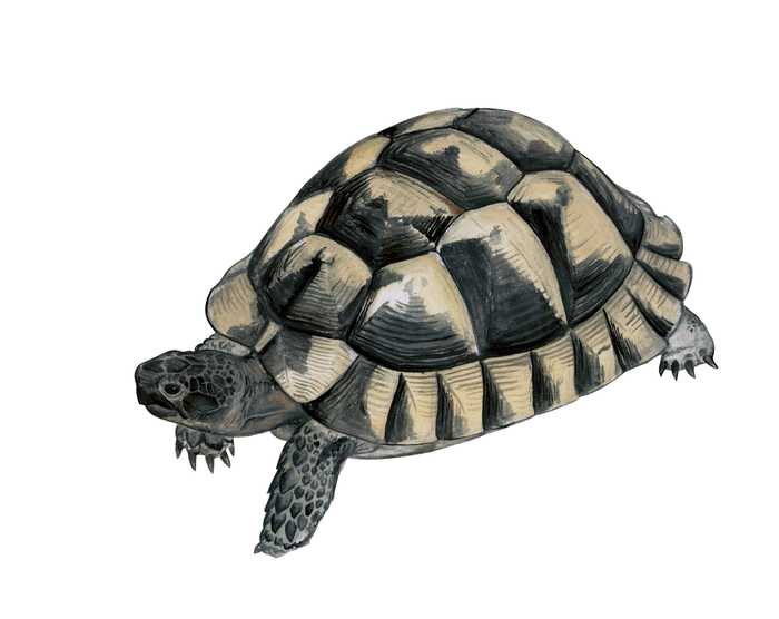 Средиземноморская черепаха testudo graeca | красная книга россии.