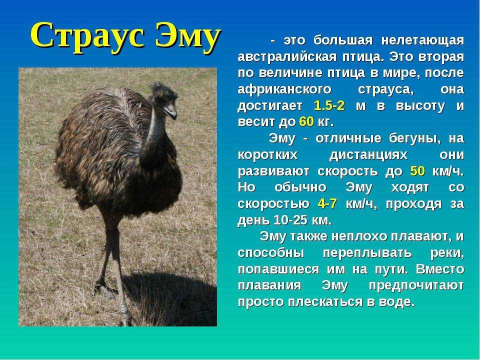 Птица эму – вовсе не страус!