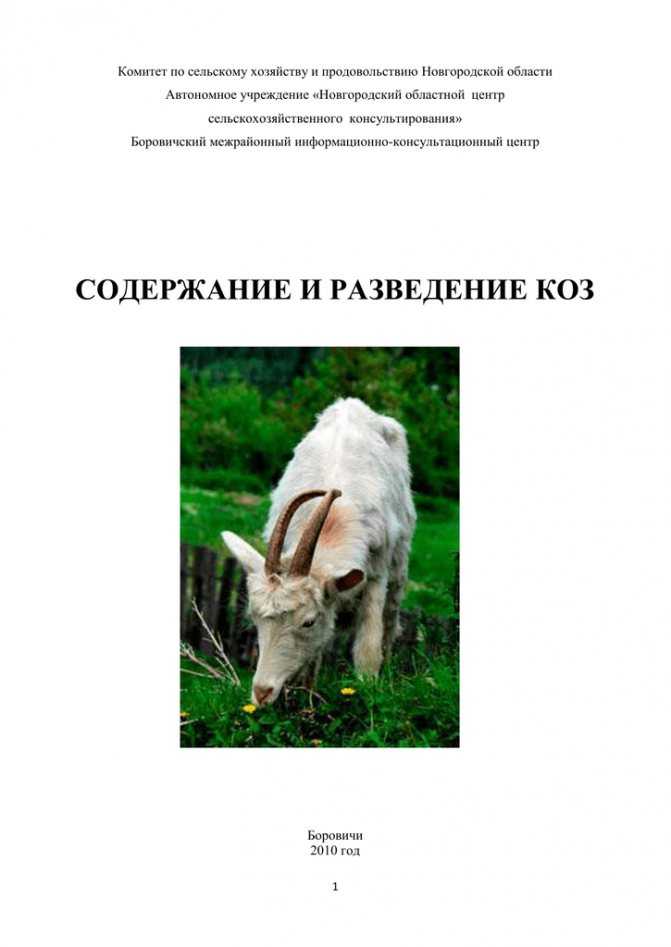 Коза на подворье — 5 советов для начинающих. как выбрать козу, домик и аптечка для коз — ботаничка