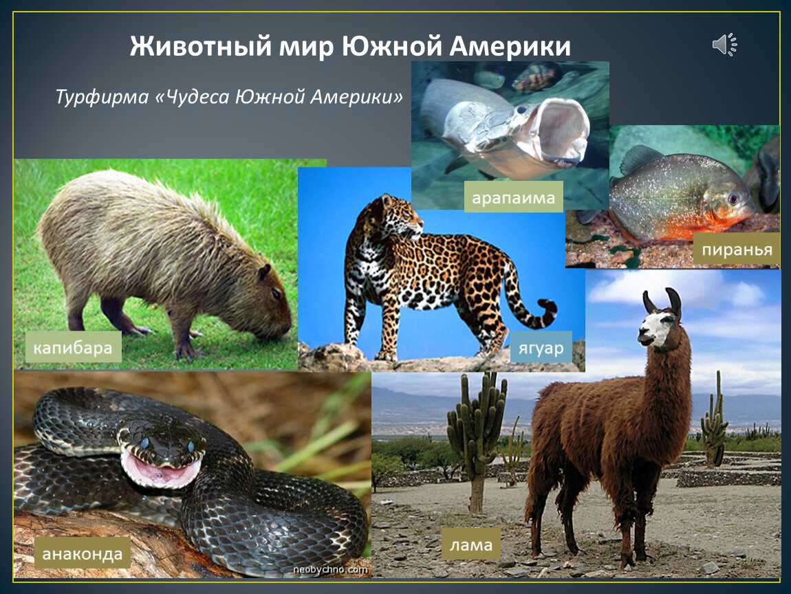 Центральная америка