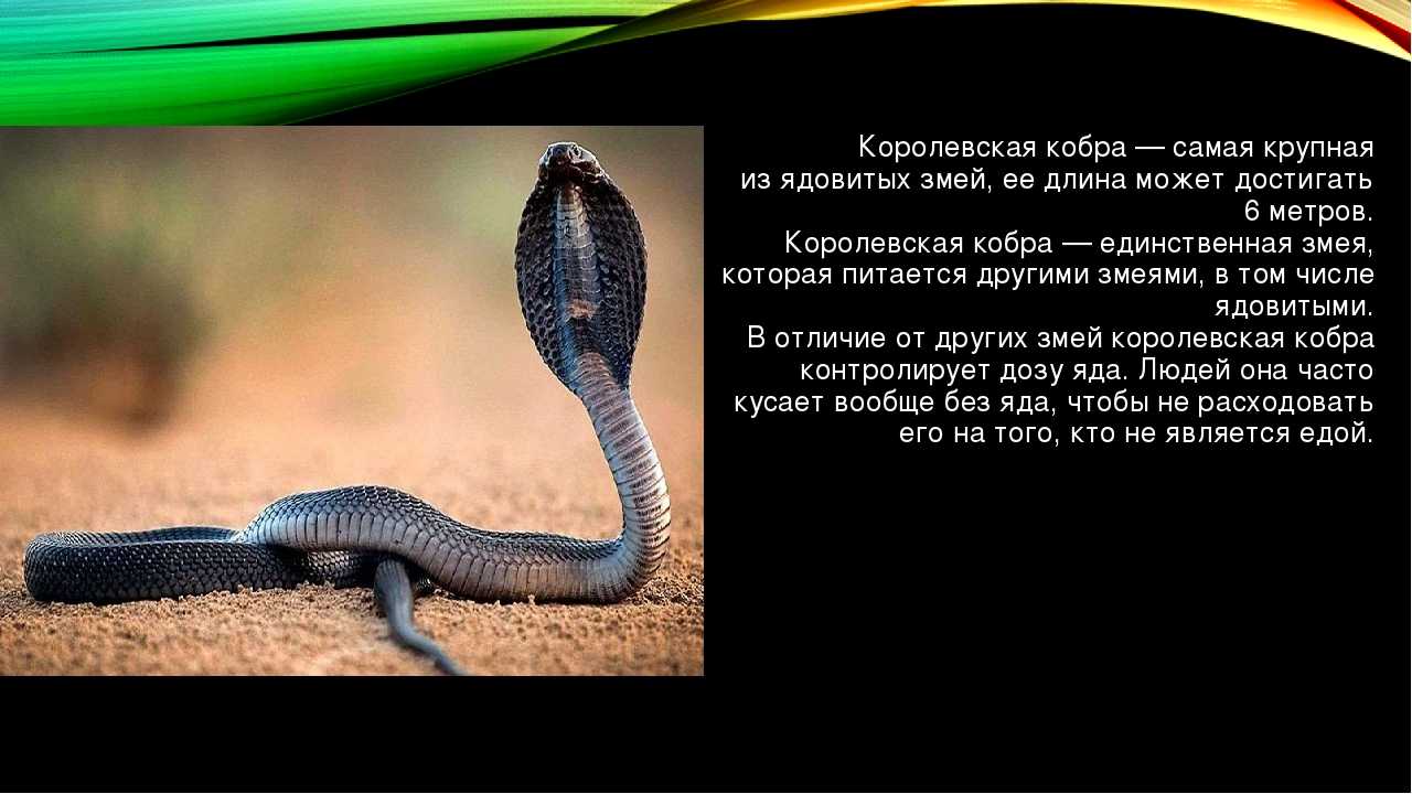 Королевская кобра! и 10 интересных фактов о ней - лучшие факты, новости, рейтинги, обзоры на www.bestfacts.ru