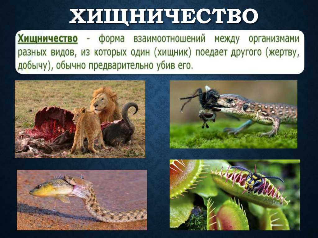 Индийский замбар / cervus unicolor