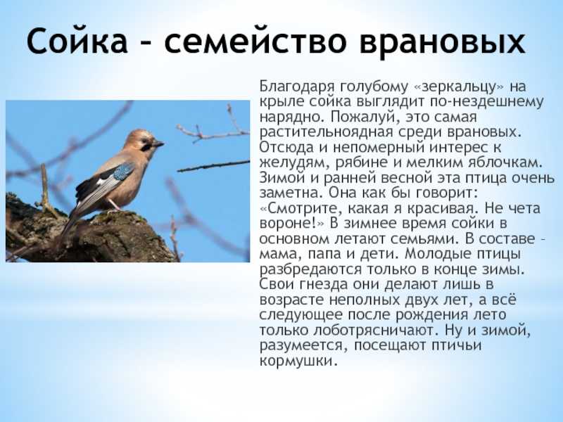 Сойка — друг садоводу или не очень?