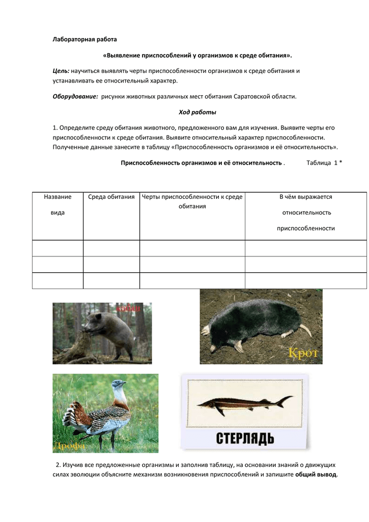 Снежный баран