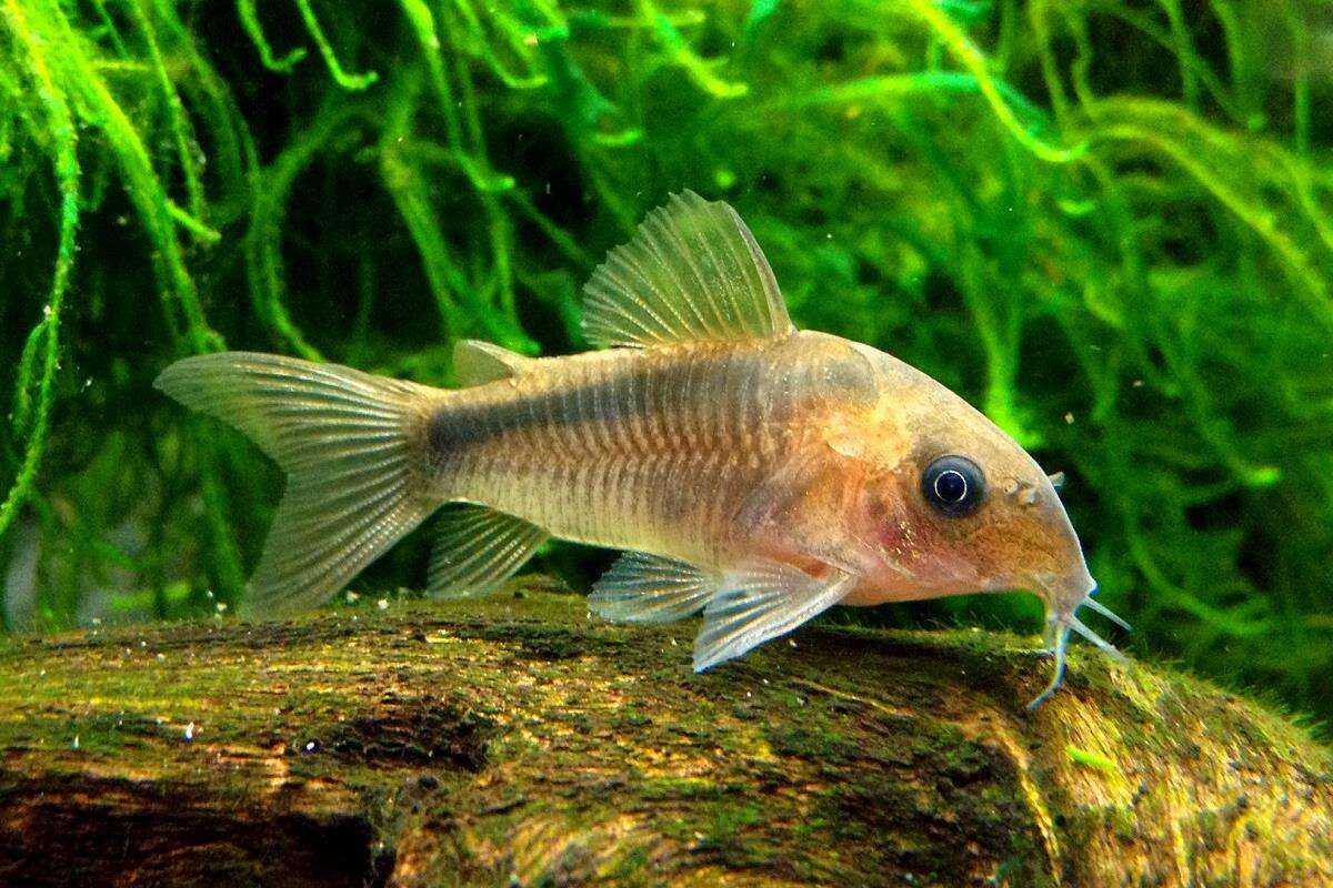 Коридорасы (corydoras) популярные виды