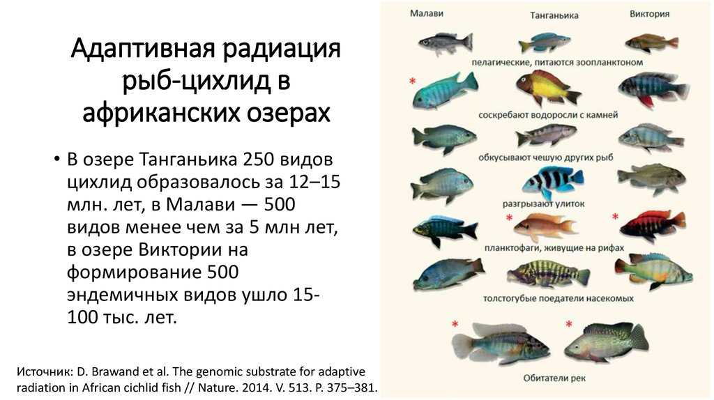 Малавийские цихлиды (рыбки озера малави): виды (мбуна, утака), содержание, описание, размножение в аквариуме