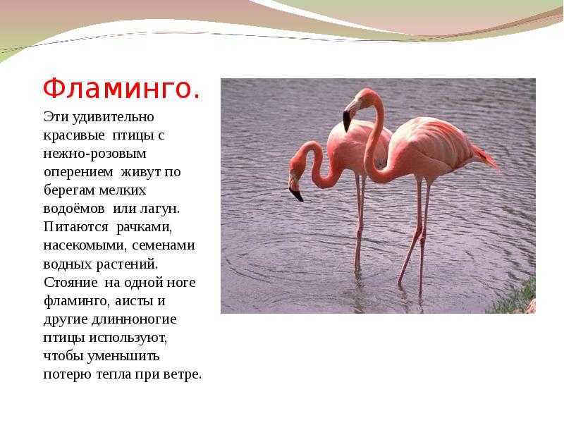Фламинго: внешний вид, фото, особенности, интересные факты, среда обитания