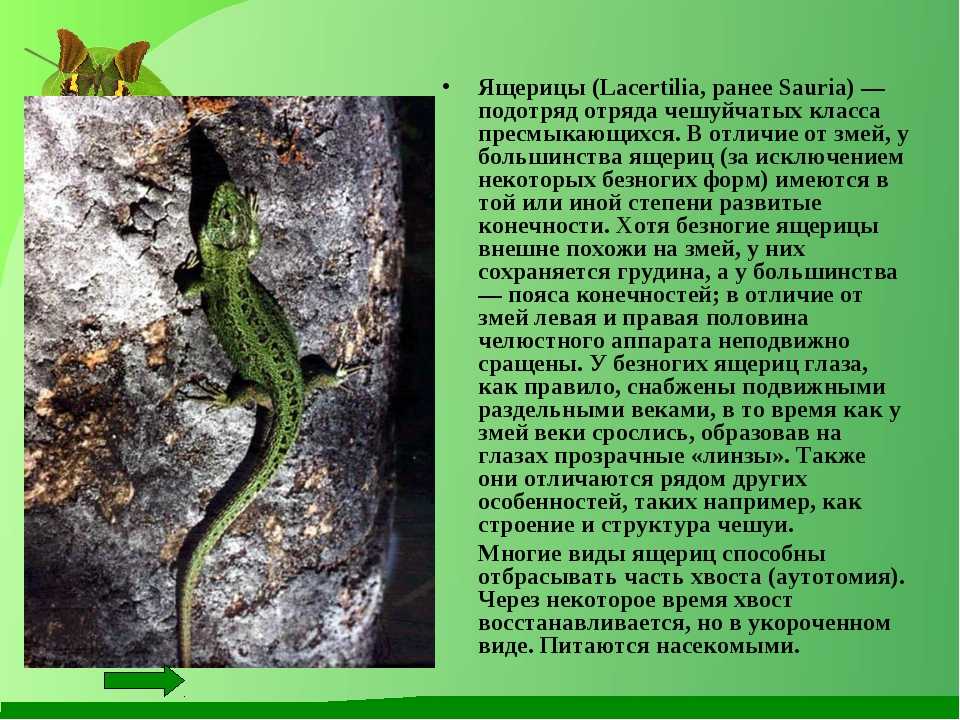 Ящерица – древняя рептилия