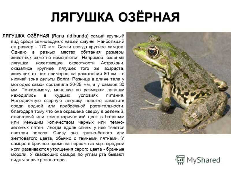 Травяная лягушка (фото): как выглядит, где обитает, чем питается и интересные факты