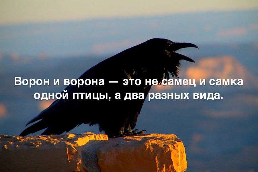 Ворона серая — умнейший представитель мира пернатых