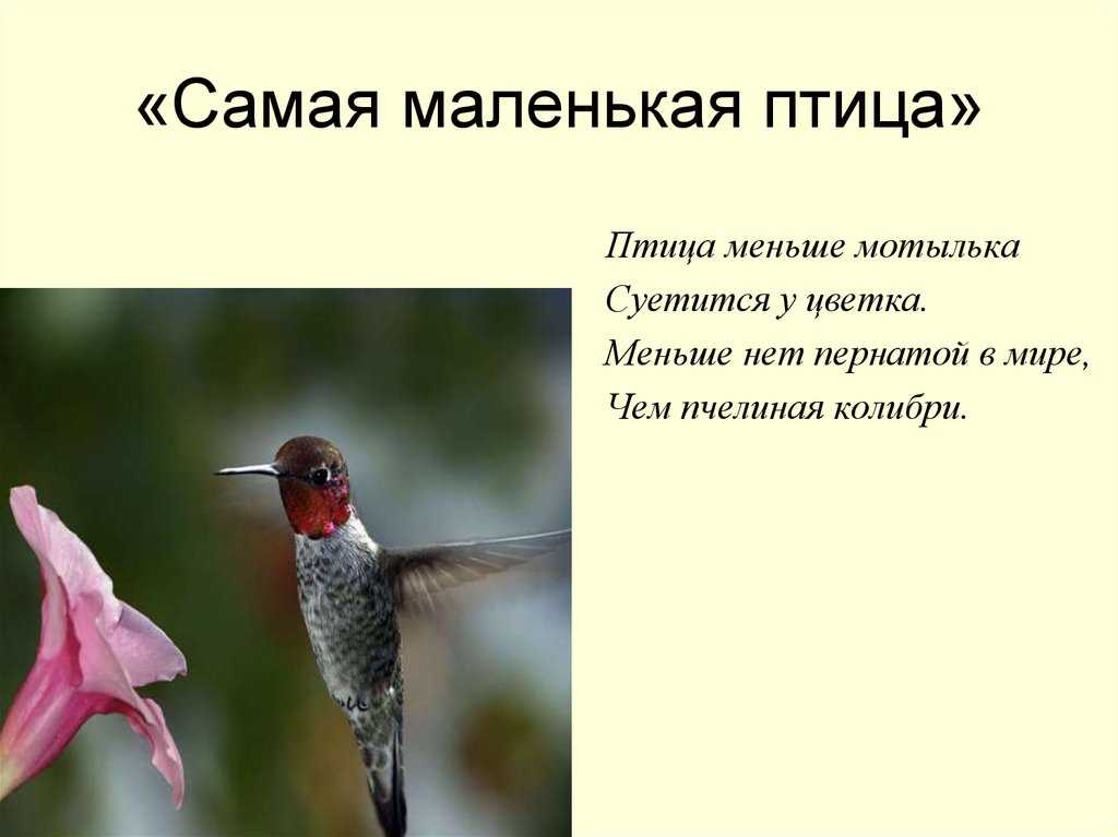 ᐈ птица чиж: [фото и описание] самец и самка, как выглядит, перелетная птица