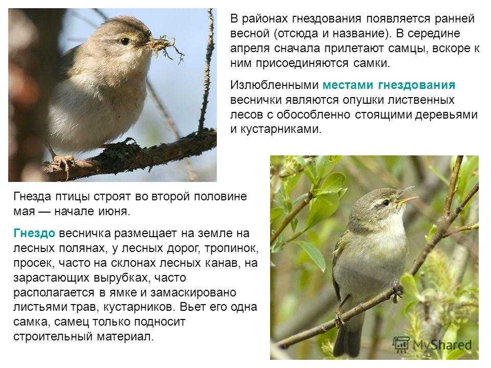 Птица королек. описание, особенности, виды, образ жизни и среда обитания королька