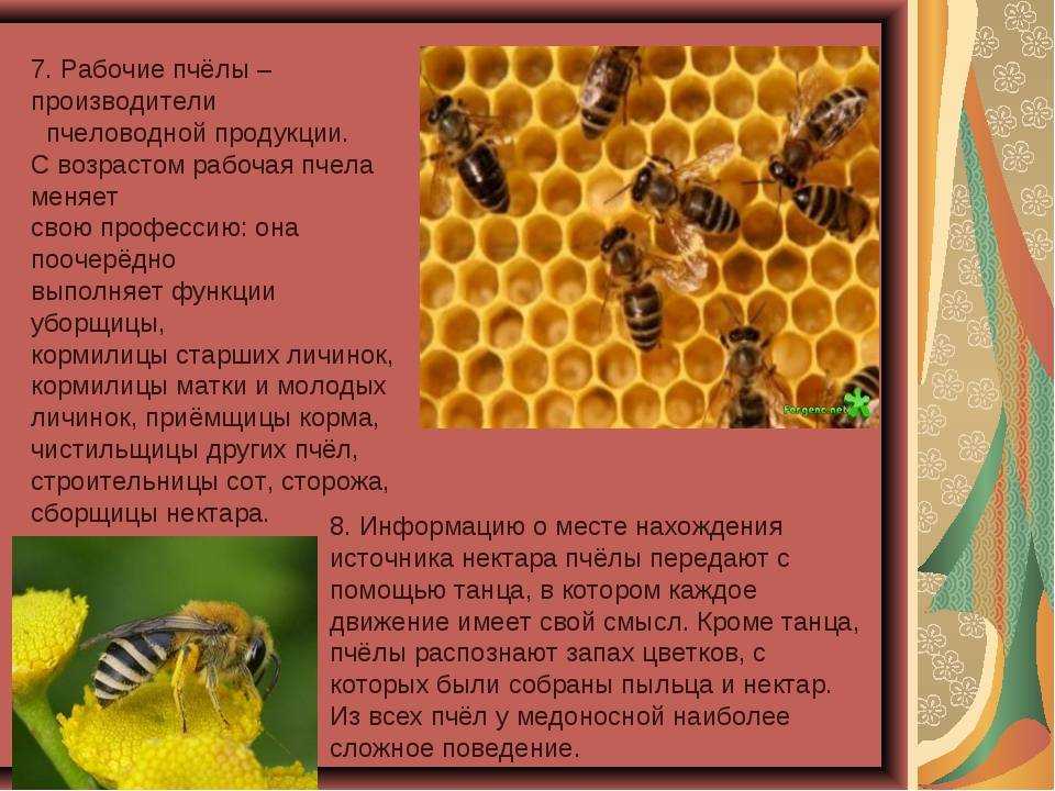 Перепончатокрылые. общая характеристика, размножение и жизненный цикл медоносных пчел