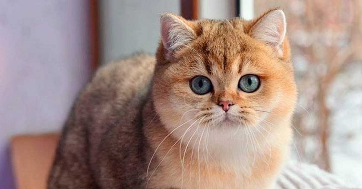 Золотая кошка Caracal aurata — хищное млекопитающее семейства кошачьих Она вдвое больше домашней кошки Имеются два основных варианта окраса: золотистый или серебристо-серый Обитает в тропических дождевых лесах Экваториальной Африки