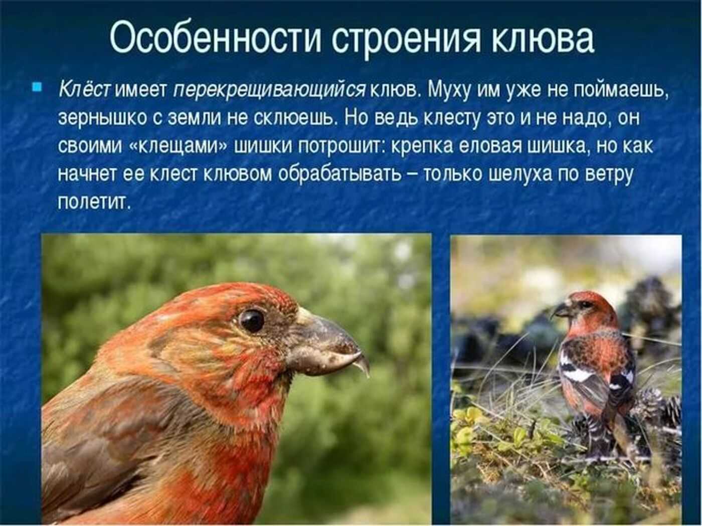 Клест птица. описание, особенности, образ жизни и среда обитания клеста