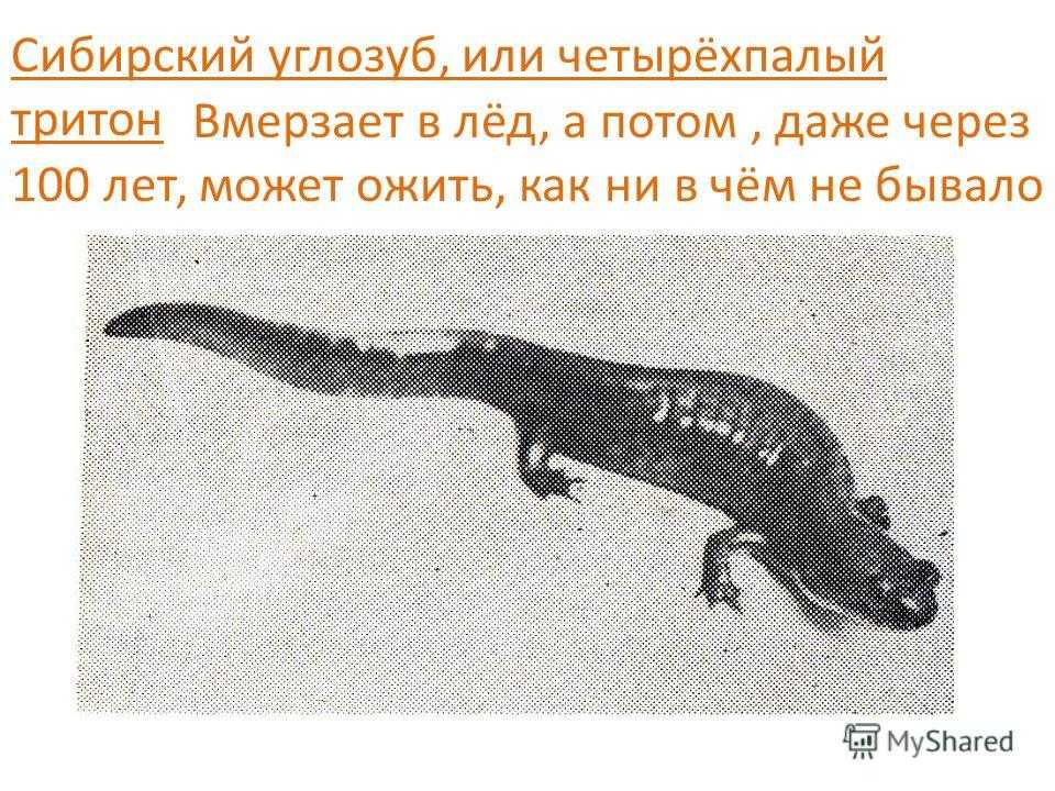 Сибирский углозуб интересные факты. углозуб сибирский: описание и фотографии. образ жизни, поведение сибирских углозубов