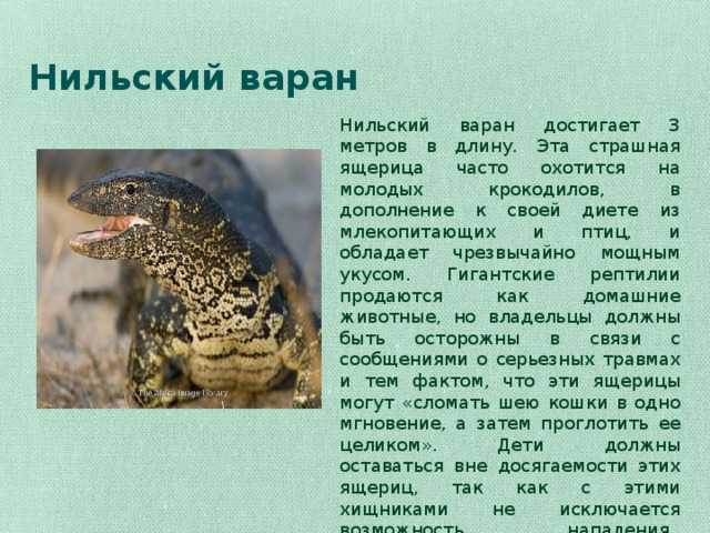 Нильский варан  фото, описание, ареал, питание, враги 
     > все о живой природе