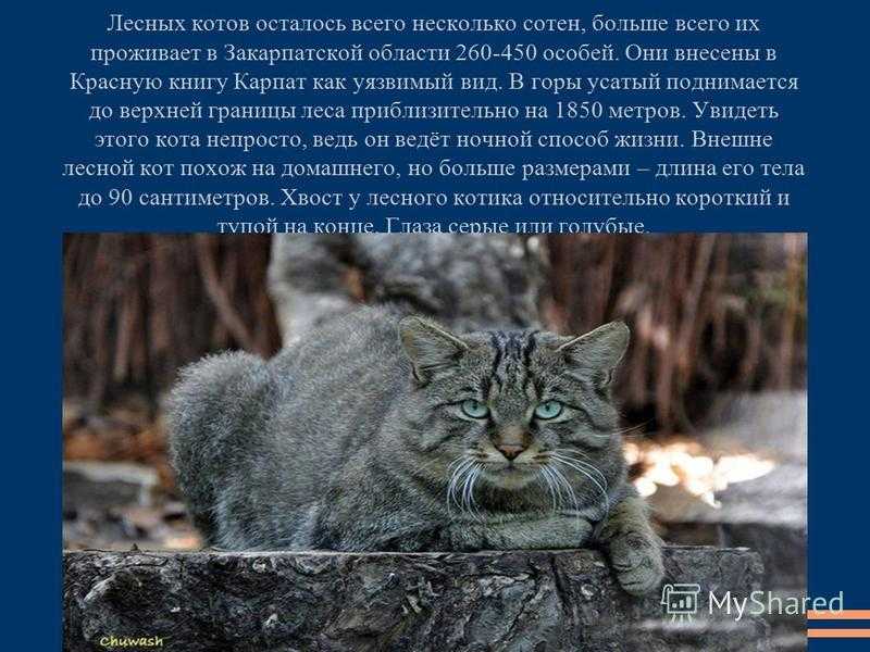 Амурский лесной кот: описание и фото, возможность содержания в домашних условиях