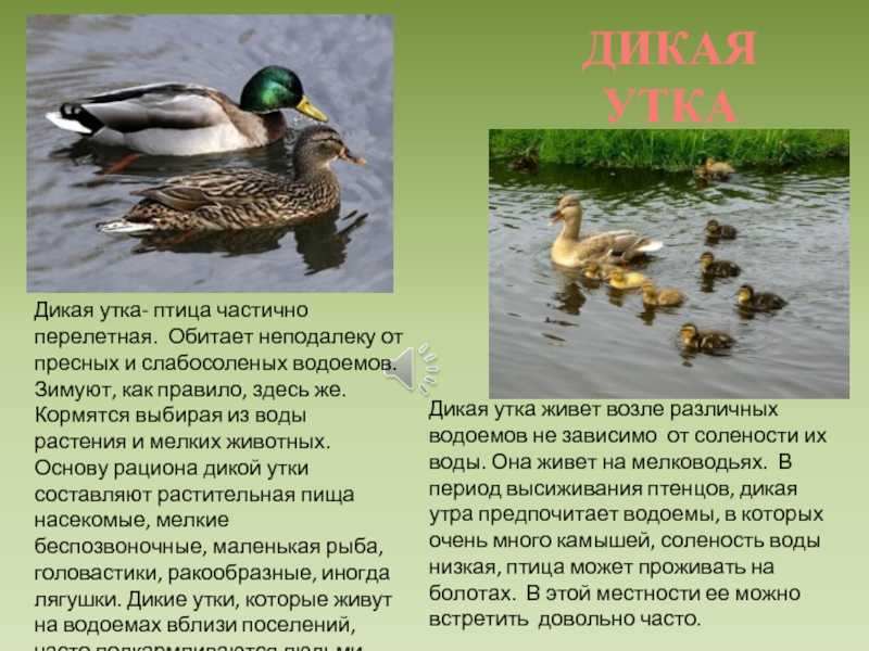 Утка со свистом
