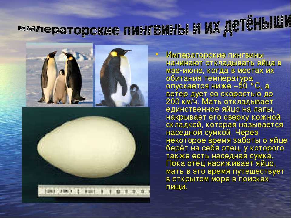 Рассказ про пингвина 1 класс. Императорский Пингвин факты. Императорский Пингвин красная книга краткое описание для детей 2. Забавные факты о пингвинах. Удивительные факты о пингвинах.