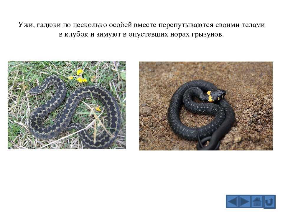 Гадюка обыкновенная, виды, первая помощь при укусе, чем гадюка отличается от ужа, фото, видео