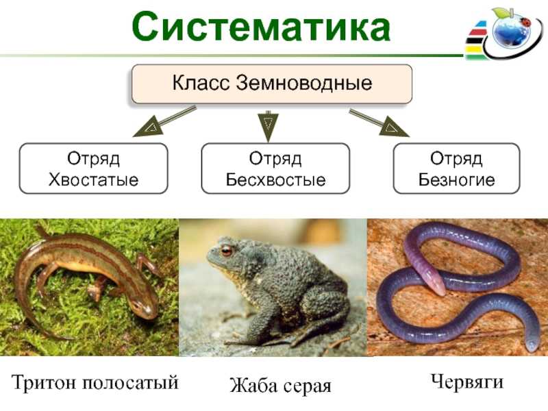 Жаба животное. описание, особенности, виды, образ жизни и среда обитания жабы
