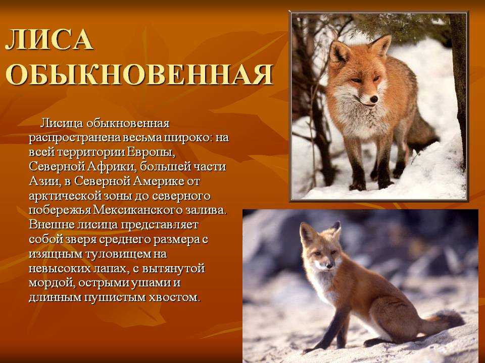 Гибридизация    [занимательное собаковедение]