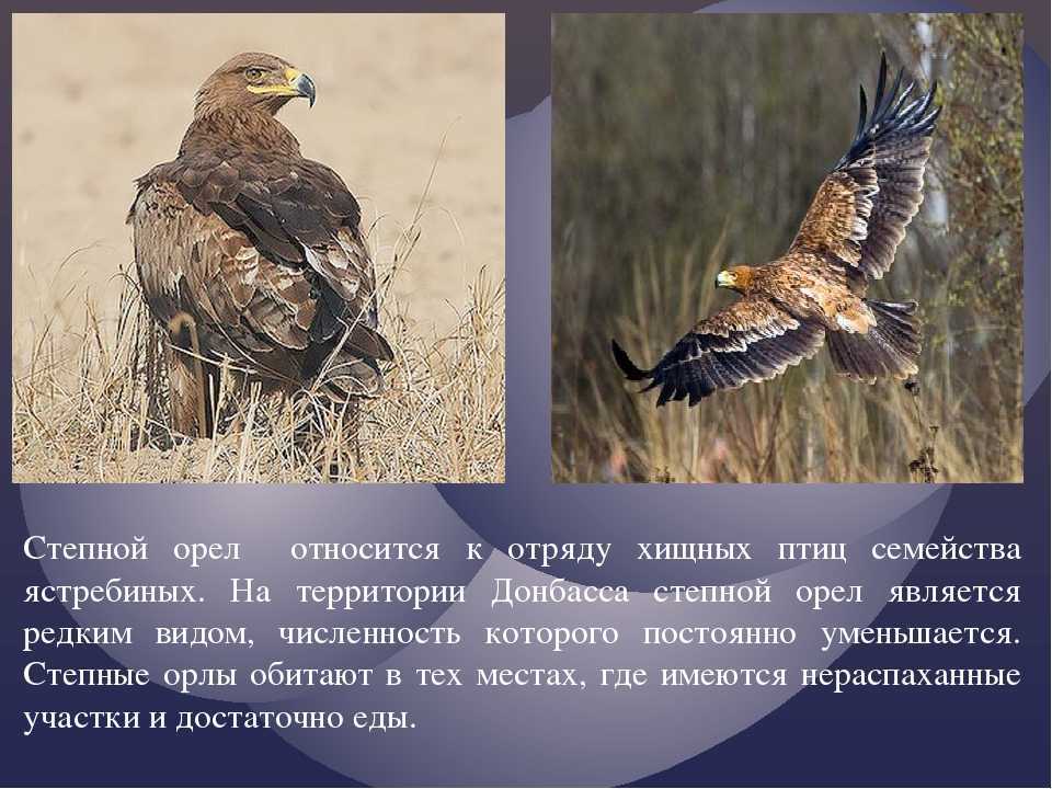 Малый подорлик