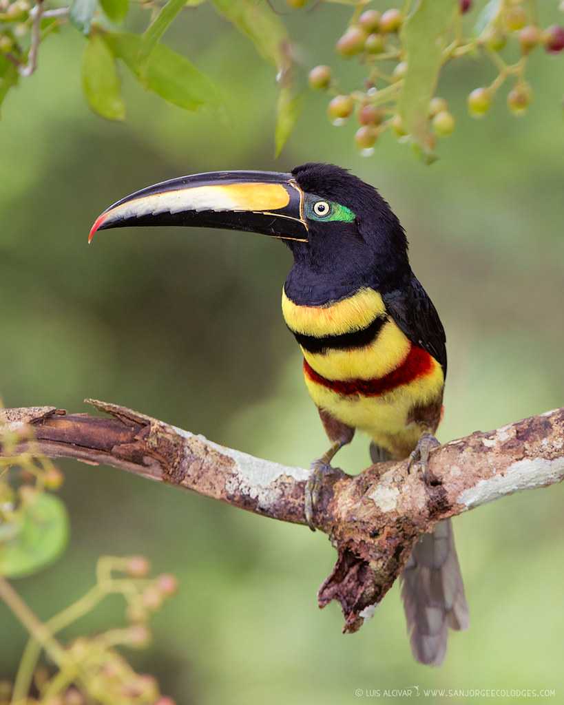 Черногорлый арасари Pteroglossus aracari обитают в дождевых лесах Бразилии, Французской Гвианы, Гайаны, Суринама и Венесуэлы Вне зависимости от пола длина тела этих птиц достигает 35-42 см, вес колеблется от 177 до 309 г