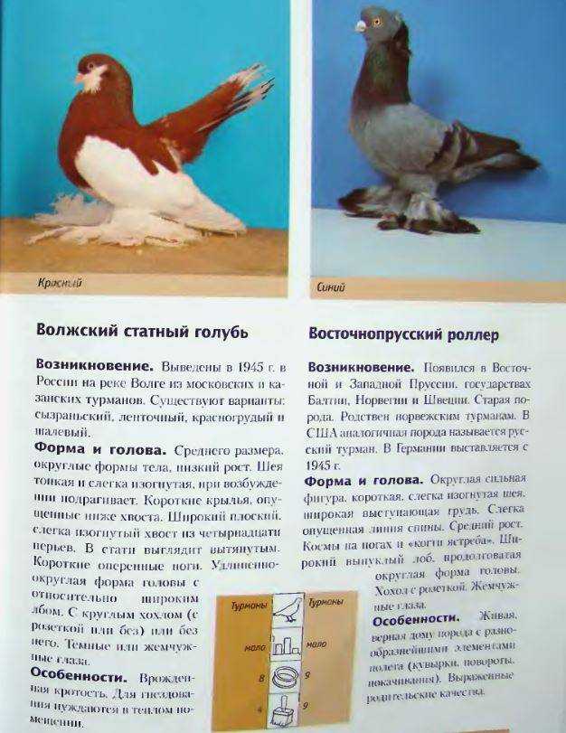 Голубеобразные птицы