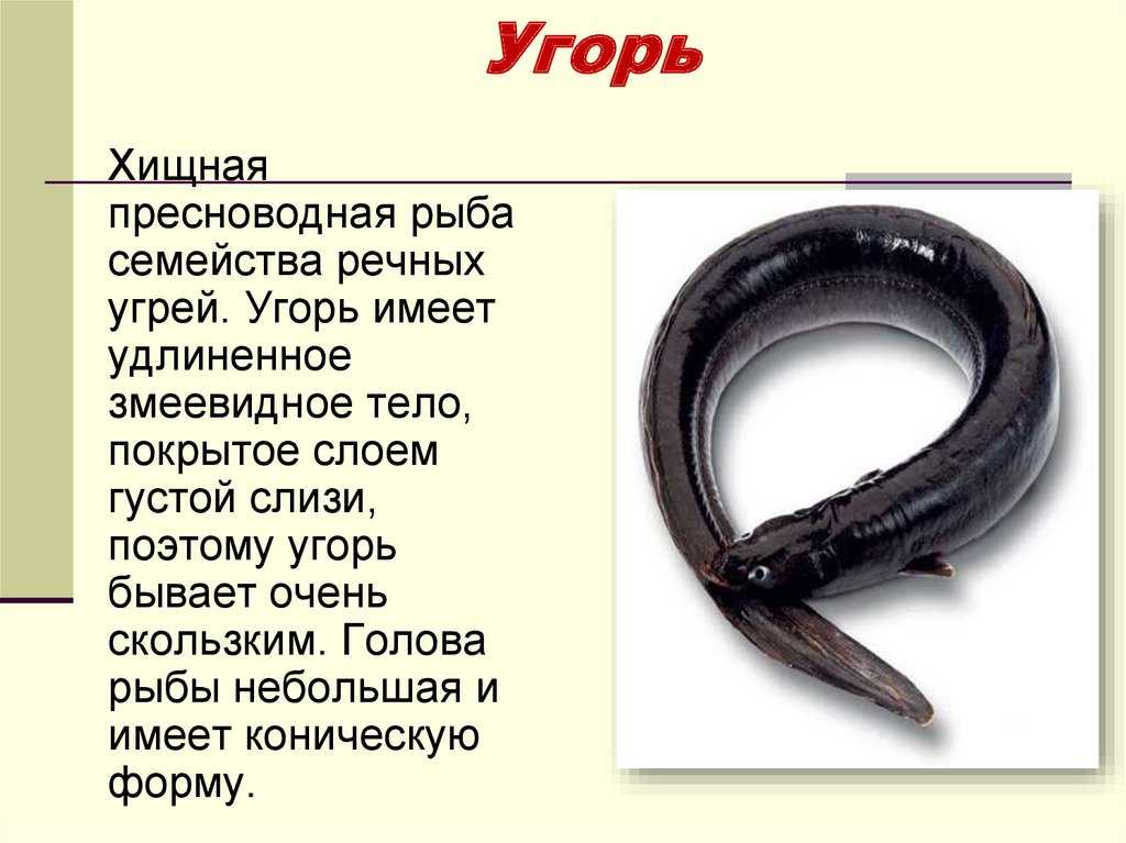 Желтогубый плоскохвост | мир животных и растений