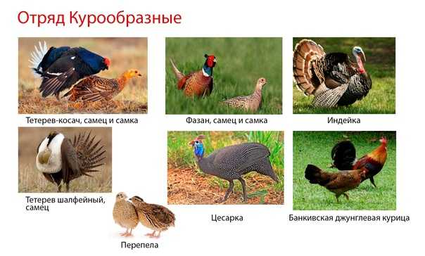 Птицы