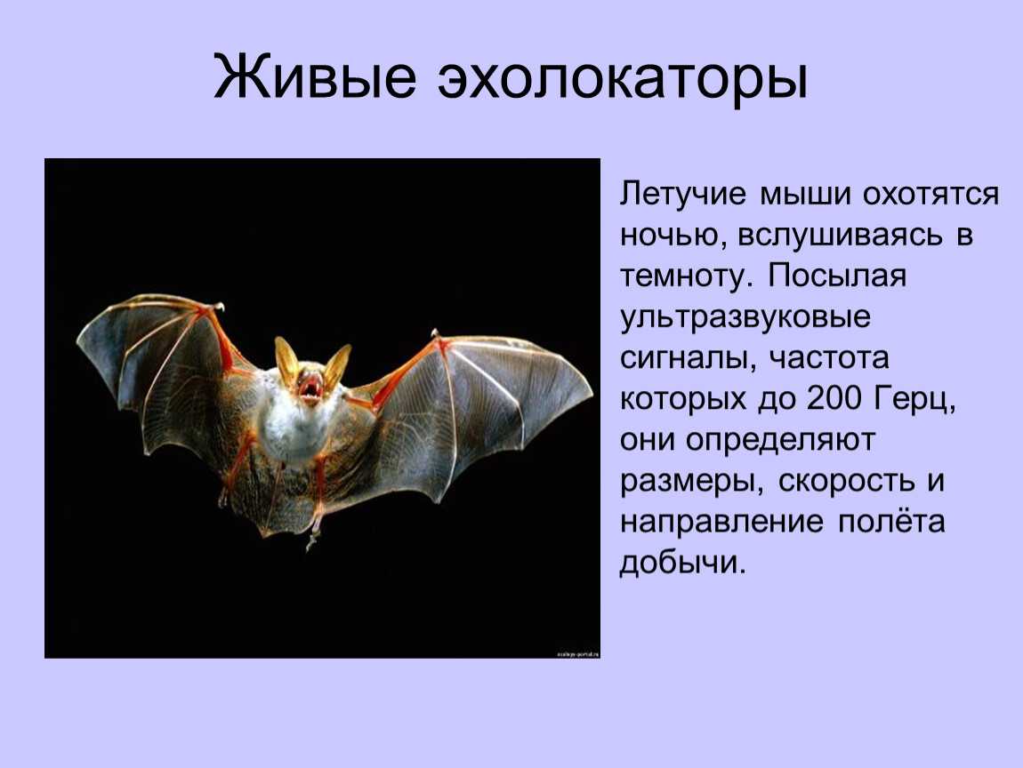 Как урбанизация превратила летучих мышей в смертельно опасных животных | рбк тренды