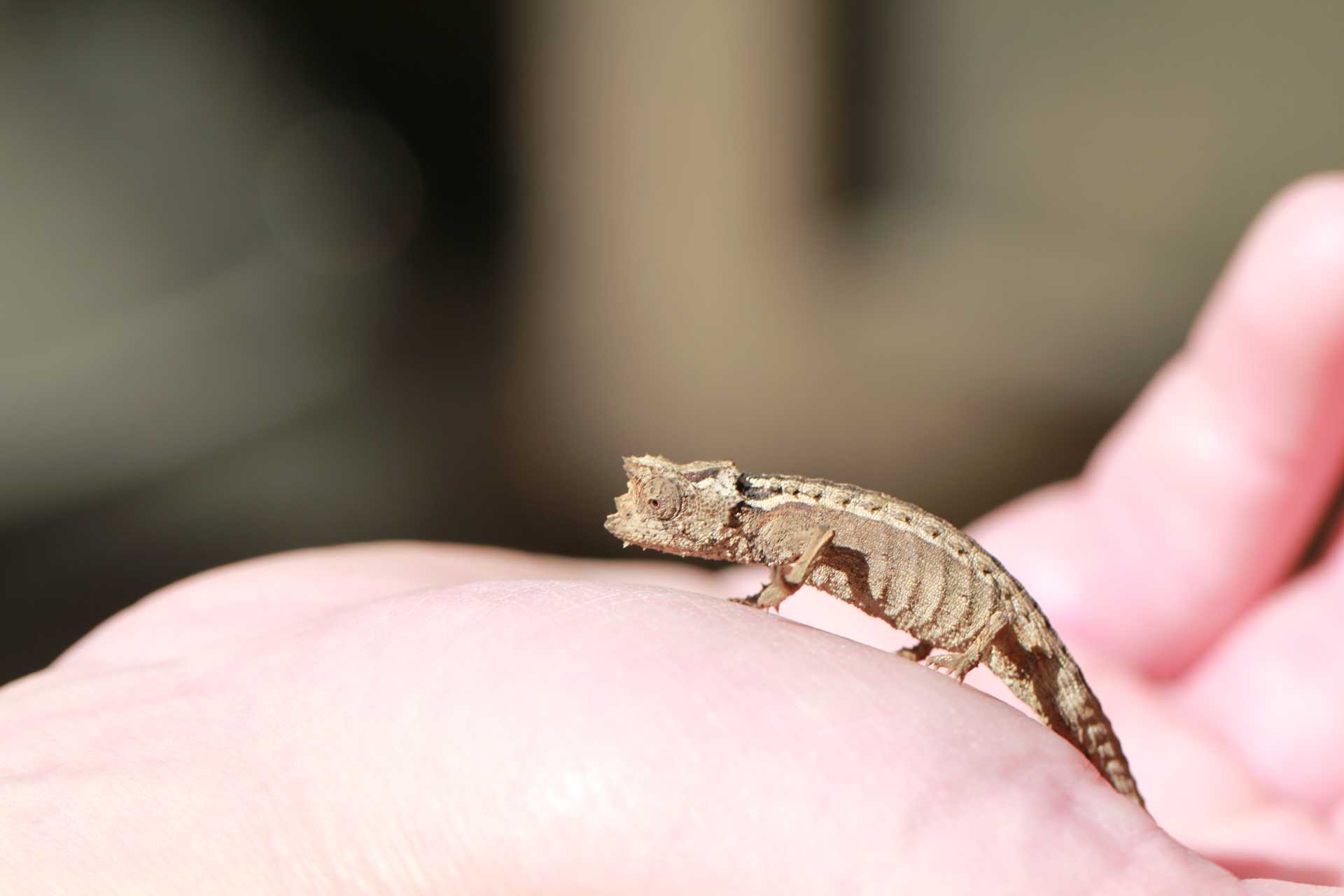 Знакомьтесь, brookesia nana — самые маленькие хамелеоны в мире