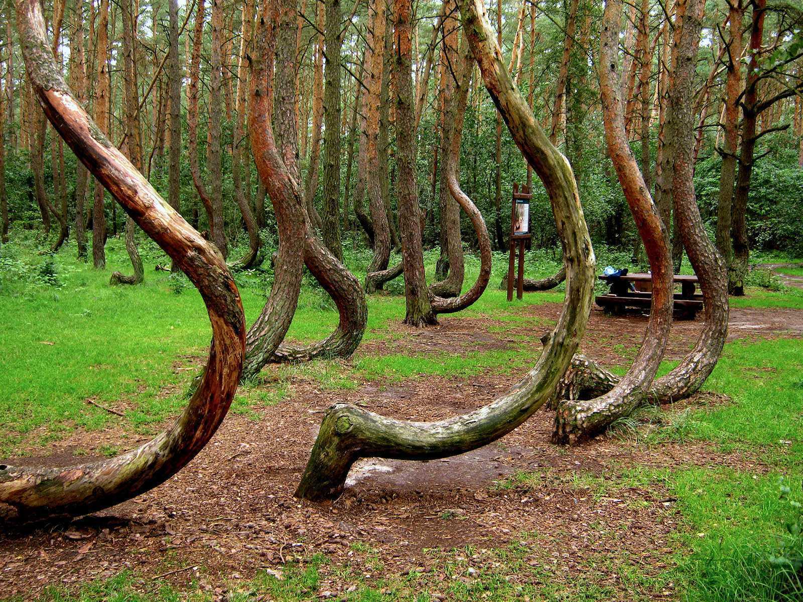 Линифия треугольная
